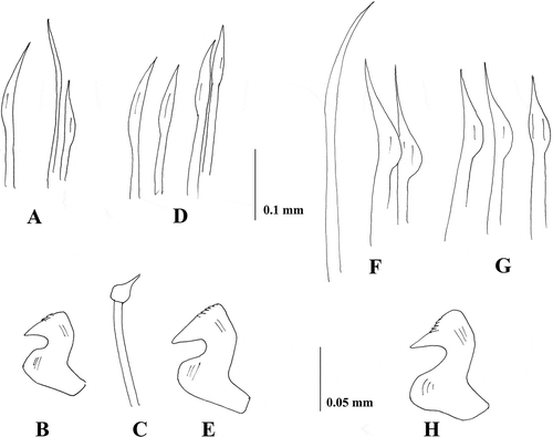 Figure 3. Shape of thoracic chaetae and uncini of Sabella pavonina specimens from neotype (A–C),Taranto (D, E), Vercelli Seamount (F–H). A, superior (left) and inferior (right) thoracic chaetae; B, thoracic uncinus; C, companion chaetae; D, inferior thoracic chaetae; E, thoracic uncinus; F, superior thoracic chaeta; G, inferior thoracic chaetae; H, thoracic uncinus.
