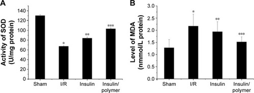 Figure 8 The activity of SOD and the level of MDA in pulmonary tissues for different groups of rats.Notes: The pulmonary tissues of Sham, I/R, Insulin, and Insulin/polymer groups rats were collected 24 hours after reperfusion and the activity of SOD and the level of MDA measured. Results are expressed as mean ± SD. (A) A significant decrease from Sham group was denoted by *P<0.01, a significant increase from I/R groups, by **P<0.01, and a significant increase from I/R groups, by ***P<0.01; (B) A significant increase from sham group was denoted by *P<0.01, a significant decrease from I/R groups, by **P<0.01, and a significant decrease from I/R groups, by ***P<0.01.Abbreviations: SOD, superoxide dismutase; I/R, ischemia/reperfusion; MDA, methane dicarboxylic aldehyde; SD, standard deviation.