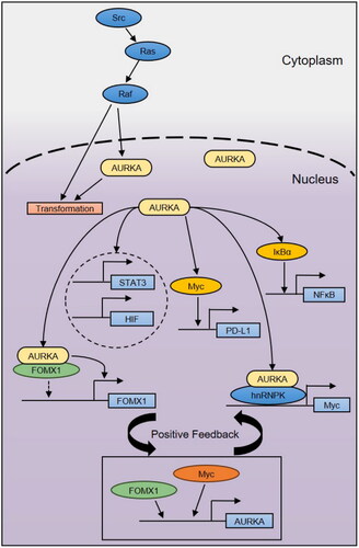 Figure 1. AURKA is involved in the regulation of oncogene transcription.