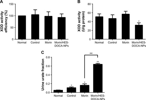 Figure 5 Therapeutic mechanism of Morin/HES-DOCA-NPs on decreasing serum uric acid level in vivo. Inhibition effect of Morin/HES-DOCA-NPs on xanthine oxidase activity in serum (A) and liver (B) of rats under different conditions. Both serum and liver samples were obtained after intraperitoneal injection of potassium oxonate for 5 h. In vivo uricosuric actions of Morin and Morin/HES-DOCA-NPs on hyperuricemic rats induced by potassium oxonate (C). Urine was collected for 5 h.Notes: Normal: rats without any treatment; Control (Hyperuricemia group): given an intraperitoneal injection of potassium oxonate (250 mg/kg) at 0 h; Morin and Morin/HES-DOCA-NPs group: intravenously given Morin solution and Morin/HES-DOCA-NPs at 2 mg/kg, respectively, 1 h after intraperitoneal injection of potassium oxonate. Results are presented as mean ± standard deviation (n = 10). *P < 0.05, **P < 0.01, compared to normal group. ###P < 0.001, compared with Morin group.Abbreviation: Morin/HES-DOCA-NPs, hydroxyethyl starch-deoxycholic acid nanoparticles-loaded Morin.