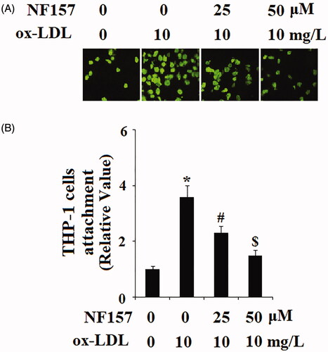 Figure 3. The P2Y11R antagonist NF157 attenuates ox-LDL-induced adhesion of THP-1 monocytes to HAECs. HAECs were treated with 10 mg/L ox-LDL with or without NF157 (25, 50 μM) for 24 h. (A) Representative images of adhesion of THP-1 cells to HAECs; (B) Quantification of adhesive THP-1 cells (*, #, $, p < .01 vs. previous column group).