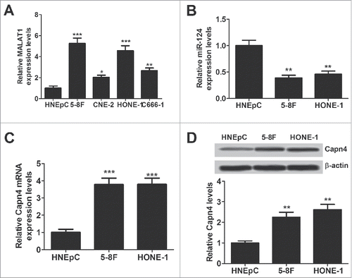 Figure 1. Expression of MALAT1, miR-124 and Capn4 in normal human nasal epithelial cell line (HNEpC) and NPC cell lines (5-8F, CNE-2, C666-1 and HONE-1). qRT-PCR analysis was performed to detect expression of MALAT1 (A), miR-124 (B) and CAPN4 mRNA (C) in HNEpC and NPC cells. (D) The protein level of Capn4 was detected in HNEpC, 5–8F and HONE-1 cells by western blot analysis. *P < 0.05, **P < 0.01, ***P < 0.001 vs. HNEpC.