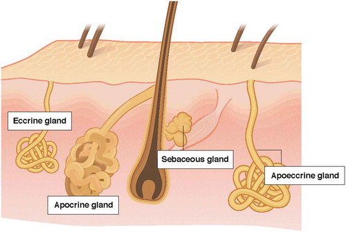 Figure 1. Comparison of the apocrine, eccrine, and apoeccrine glands in the axilla.