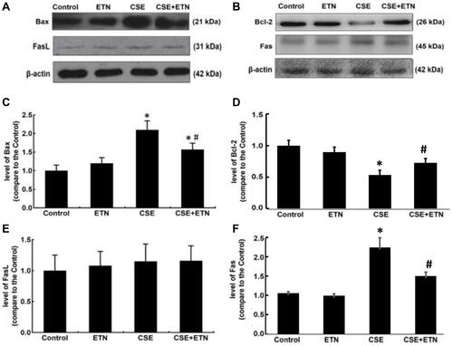 Figure 6 Etanercept attenuated the apoptosis of CSE-induced HPAECs via regulating levels of cell apoptosis-related proteins. (A–F) Protein levels of Bax (C), Bcl-2 (D), FasL (E) and Fas (F) after CSE exposure and ETN treatment were measured by Western blot. β-Actin was used as the internal control. All experiments were performed in triplicate and experimental data were expressed as mean ± standard errors (SE). *P<0.05, vs control; #P<0.05, vs CSE.