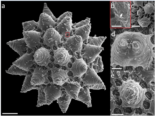 Figure 6. Paramacrobiotus bifrons sp. nov., areolatus-type egg with SEM. (a) in toto, red frame corresponding to (b); (b) basal portion of a process wall with small pores, closeup of (a); (c) two underdeveloped and two normal processes; (d) two fused processes; (e) process surrounded by areolae. White arrow: small pores on the basal portion of a process wall. Scale bars: a,c = 10 µm; b = 2 µm; d–e = 5 µm.