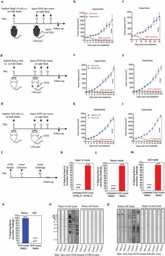 Figure 4. OVH therapy can eradicate local and distant tumors in the immunogenic tumor models. (A, D, G) Timeline of treatment in C57BL/6 and BALB/c mice. Mice were s.c. inoculated with Hepa1-6 (A), Renca (D) or A20 cells (G) in both flanks, and treated 10 or 12 days later with OVH or vehicle. (B) Tumor growth of virus-injected (right flank) Hepa1-6 tumors. (C) Growth of distant (left flank) Hepa1-6 tumors. (E) Tumor growth of virus-injected Renca tumors. (F) Tumor growth of distant Renca tumors. (H) Tumor growth of virus-injected A20 tumors. (I) Tumor growth of distant A20 tumors. (J-M) The subset of cured long-term survivors from the Hepa1-6 model (K), Renca model (l), and A20 model (M) groups, together with naïve mice, were re-challenged with 1 × 107 of the corresponding tumor cells. The percentage of long-term survivors that rejected the secondary challenge was calculated. (N) A subset of cured long-term survivors from the Renca model and A20 model groups were re-challenged with 1 × 107 Renca tumor cells. The percentage of long-term survivors that rejected secondary challenge was calculated. (O) Western blot analysis of Hepa1-6 cell lysate and Renca cell lysate with serum from OVH-treated C57BL/6 mice bearing Hepa1-6 tumors or naïve mice. (P) Western blot analysis of Hepa1-6 cell lysate and Renca cell lysate with serum from OVH-treated BALB/c mice bearing Renca tumors or naïve mice. The number of mice (N) used in the experiments is shown in individual figures. All values are presented as the mean ± SEM. **P < .01, ***P < .001, ****P < .0001 by repeated measure ANOVA for B, C, E, F, H, I or unpaired two-tailed Student’s t tests for K-N