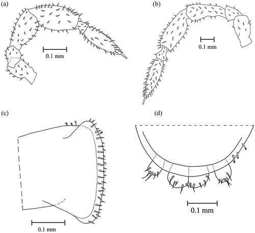 Figure 21. Hybleoniscus vittoriensis gen. nov., sp. nov. (a) Antenna of the male; (b) antenna of the female; (c) epimeron of the first pereionite in ventral view; (d) telson and uropods in dorsal view. Specimens of the typical series.