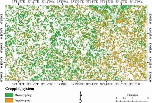 Figure 12. Maize mono- and intercropping systems mapped during the low rainy season (eastern side of Bomet, Kenya).