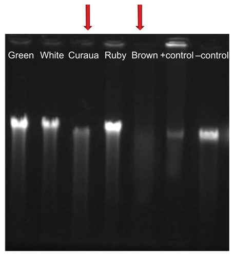 Figure 2 Agarose gel electrophoresis results for the effects of the different types of nanofiber (white, brown, ruby, and green cotton, and curaua), at a concentration of 1%, on DNA extracted from 3T3 cells.Note: The arrows indicate the nanofibers that caused the greatest DNA damage.