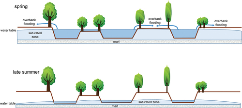 Figure 10. Schematic cross-section of the channel belt showing typical water depths at the wettest and driest points in the hydrological year.
