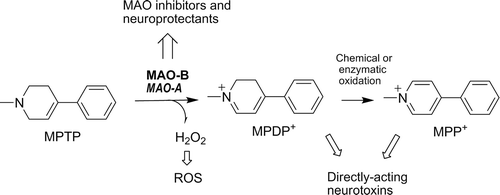 Figure  1.  Bioactivation of MPTP neurotoxin by MAO enzymes with the formation of reactive oxygen species (ROS) (H2O2) involved in oxidative damage and pyridinium cations (MPDP+ and MPP+), which are directly-acting toxicants producing neurotoxicity. Inhibition of MAO enzymes is a target for neuroprotection.