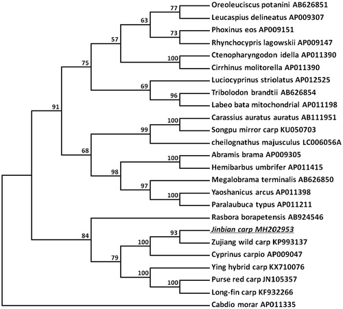 Figure 1. Molecular phylogeny of Jinbian carp (Cyprinus carpio) and other Cyprinidae varieties based on complete mitogenome. The mtDNA sequences are downloaded from Genbank and the phylogenic tree is constructed by Neighbor-joining method with 1000 bootstrap replicates.