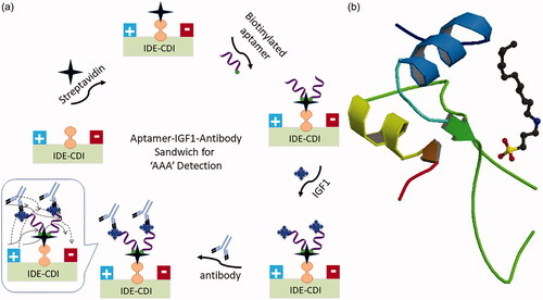 Figure 2. (a) Schematic representation of IGF1 detection by aptamer-antibody sandwich. IGF1 was interacted on chemically immobilized aptamer surface and then sandwiched by antibody. Figure inset explains the dipole moment mechanism. (b) Crystal structure of IGF1. PDB accession is 1GZR.