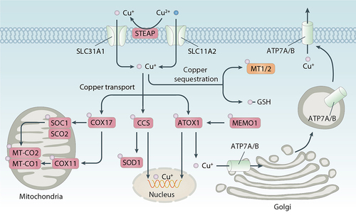 Figure 2. Molecular mechanisms of copper metabolism. Copper metabolism is a complex dynamic process regulated at the cellular and organ level by multiple molecules. The uptake of copper ions is mediated by SLC31A1 and SLC31A2, while the export of copper is driven by ATP7A and ATP7B. In cells, copper is transported to different subcellular organelles for bioavailability by several copper-binding proteins, including COX17, CCS, and ATOX1. Furthermore, the binding of MT1, MT2 and GSH to copper can limit the cytotoxicity of copper excess.