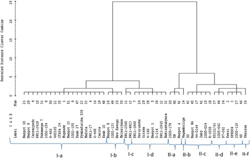 Figure 1. Dendogram showing 6 main clusters of 51 sweetpotato genotypes evaluated using root, vine and related parameters across 2 sites in Rwanda.