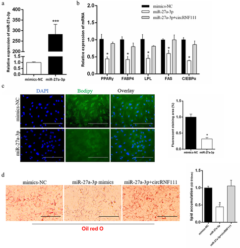 Figure 6. CircRNF111 regulates preadipocytes adipogenesis through miR-27a-3p. (a) Real-time qPCR was used to detect the overexpression efficiency of miR-27a-3p. (b) The mRNA levels of adipogenesis related genes in preadipocytes with miR-27a-3p mimics alone or co-transfected with circRNF111. (c) Overexpression with miR-27a-3p in preadipocytes, followed by BODIPY staining to analyse lipid droplet deposition. Scale bars, 100 µm. (d) Lipid droplets in preadipocytes were stained with Oil Red O. Lipid contents were measured by spectrophotometric analysis after dissolution in isopropanol. Scale bars, 100 µm. Data are presented as means ± SEM of three independent experiments. *P < 0.05. ***P < 0.001.