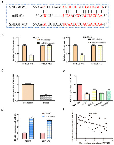 Figure 4 MiR-634 is a target gene of lncRNA SNHG8. (A) The predicted SNHG8 binding sites in the region of miR-634 and the corresponding mutant sequence were shown. (B) Relative values of luciferase signal. (C) The expression level of miR-634 both in tumor and normal breast tissues. (D) The expression level of miR-634 in normal breast cells and breast cancer cell lines. (E) The expression level of miR-634 both in MCF7 and MAD-MB-231 cells after transfected with NC mimics and SHNG8 shRNAs, respectively. (F) The correlation between SNHG8 and miR-634 were analyzed. Asterisks indicate significant differences from the control (**P < 0.01, Student’s t-test, compared to sh-NC group).