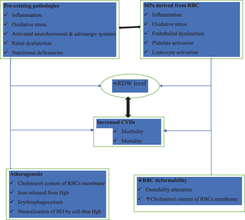 Figure 1 Hypothetical model that would explain the mechanisms for increase in RDW in patients with cardiovascular diseases. All these mechanisms as a whole and separately, would perpetuate deleterious processes that would spread and generate cardiovascular diseases by having a high RDW.