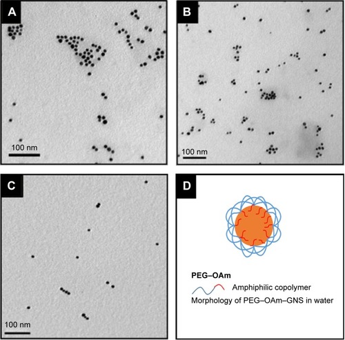 Figure 5 Morphology and dispersion of gold nanoparticles in this study.Notes: TEM images of (A) pristine GNS, (B) GNS–PEG, and (C) GNS–PEG–OAm. Increase in interparticle distance is observed after functionalization. (D) The dispersion of amphiphilic copolymer, PEG–OAm, and functionalization of GNS in water. Magnification: 100,000× for (A), (B) and (C).Abbreviations: GNS, gold nanoparticles; OAm, oleylamine; PEG, poly(ethylene glycol); TEM, transmission electron microscopy.