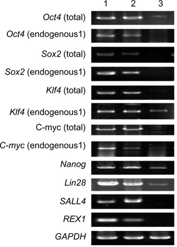 Figure 6 qRT-PCR analysis of gene expression in iPSCs.