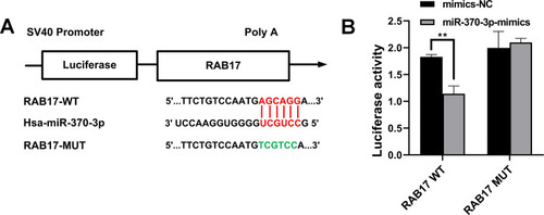 Figure 4 RAB17 is a new target of miR-370-3p. (A) The putative binding sites of miR-370-3p and RAB17. (B) Luciferase activities of wild-type (WT) RAB17 3′-UTR and mutant-type (MUT) RAB17 3ʹ-UTR after transfection with miR-370-3p mimics, **p<0.01.