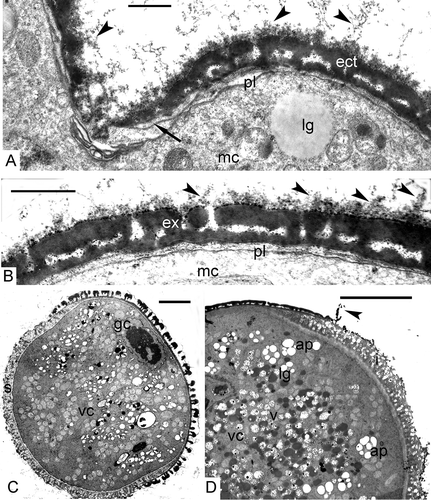 Figure 9. Post-tetrad period in Chamaedorea microspadix. A, B. Free mature microspores. Outgrowths on the surface of the tectum are recognisable (black arrowheads). The endexine is very thin (arrow in A). C. Two-celled pollen grain after completing microspore mitosis (gc – generative cell, vc – vegetative cell). The intine layer is well-seen in the area as distal aperture (s – sulcus). D. A fragment of a pollen grain with intine layer (i) in the aperture, very thin and torn membrane of the aperture (arrowhead) and plenty of nutritive substances as starch in amyloplasts (ap), fat in lipid globules (lg) and other substances in vacuoles (v). Legend to all figures: ect – ectexine, ex – exine, lg – lipid globules, mc – microspore cytoplasm, pl – plasma membrane, vc – vegetative cell. Scale bars – 0.5 μm (A, B), 5.0 μm (C, D).