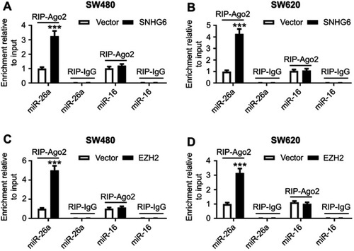 Figure S1 SNHG6 and EZH2 associated with miR-26a. SW480 (A) and SW620 (B) cells were transfected with Vector or Vector-SNHG6, followed by the determination of miR-26a and miR-16 enrichment levels with anti-Ago2 or anti-IgG. The relative enrichment of miR-26a and miR-16 was detected in Vector- or Vector-SNHG6-transfected SW480 (C) and SW620 (D) cells with anti-Ago2 or anti-IgG.