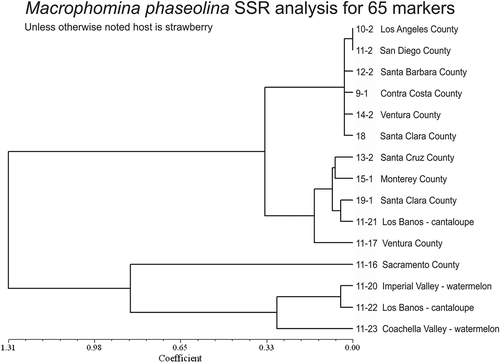 Figure 1. Unweighted pair group method with arithmetic mean (UPGMA) cladogram calculated in NTSYS showing the relationship among isolates of Macrophomina phaseolina for 65 simple sequence repeat (SSR) markers.