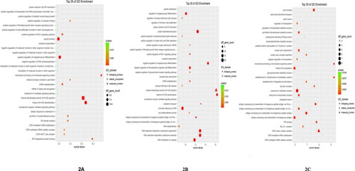 Figure 2. Top 30 GO enrichment terms between groups. (A) Top 30 GO enrichment terms between the HC group and the CA group, (B) Top 30 GO enrichment terms between the HC group and the CVA group, (C) Top 30 GO enrichment terms between the CA group and the CVA group. HC: healthy control group; CA: classical asthma group; CVA: cough variant asthma group.