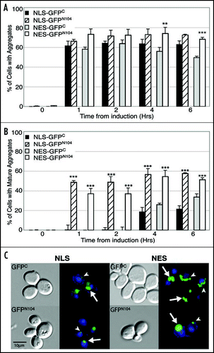 Figure 2 The GFPC and GFPN104 proteins form morphologically distinct aggregates. Cells were grown to log phase in raffinose-containing media, and the expression of GFPC or GFPN104 proteins were induced by addition of galactose. Cells were harvested right before the galactose addition (0 hrs), and at the indicated time points after induction. GFP signals were visualized microscopically in live cells, which were grouped into four categories based on their GFP patterns: (i) no GFP signal, (ii) diffuse GFP signal, (iii) intermediate aggregates (arrowhead), and (iv) mature aggregates (arrow). For each sample at least 150 cells were examined. (A) Percentage of cells that have either intermediate or mature aggregates. (B) Percentage of cells that have mature aggregates. (C) Images of GFP and DAPI signals in formaldehyde-fixed cells that were harvested four hours after induction. **p value ≤ 0.005, ***p value ≤ 0.001