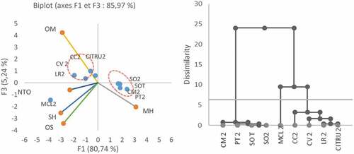 Figure 3. PCA and Dendrogram of Maltaise peel oil samples from trees inoculated by HSVd propagated on 8 rootstocks