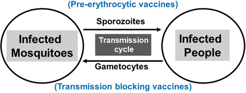 Figure 1. Malaria transmission cycles.