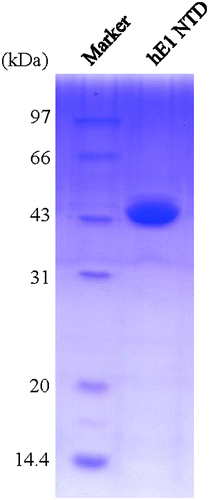 Fig. 3. SDS-PAGE of the purified N-terminal domains of human ubiquitin E1.Notes: The purified proteins were resolved via 12% SDS-PAGE, stained with Coomassie Brilliant Blue R-250, and then de-stained with an ethanol: acetic acid: water (2:1:7) mixture. The left lane is the protein marker, and the right lane contains 1.5 μL of the purified recombinant proteins.