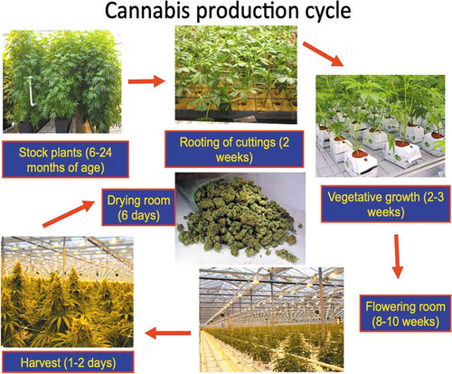 Fig. 1 Schematic representation of the production cycle of cannabis plants grown in commercial greenhouses. (Top left) Stock (mother) plants are used as a source of cuttings for vegetative propagation. The cuttings are rooted in an appropriate substrate, such as rockwool, peat or coco coir, and transferred after 2 weeks to a growth medium (rockwool, coco coir, peat, soil) for vegetative growth. After 2–3 weeks, the plants are transferred to a flowering room and placed under a photoperiod of 12 hr light:12 hr darkness to induce flowering. After 8–10 weeks, flowers are harvested and dried, usually over a period of 5–6 days