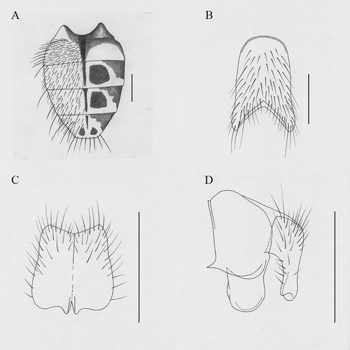 Figure 10. Helina subnigriabdomilis Xue and Sun, sp. nov. (A) Male, abdomen in dorsal view; (B) male, sternite 5 in ventral view; (C) male, cerci in posterior view; (D) male, terminalia in profile. Scale bars: A, 1 mm; B–D, 0.5 mm.