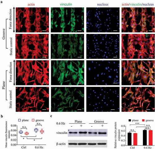 Figure 5. Adhesion of NIH-3T3 cells at 24 h after incubating on groove patterns. (a) Fluorescent images of actin and vinculin of fibroblasts. The merged images consist of F-actin (red), vinculin (green) and nucleus (blue). The force direction is vertical, and the static culture as a control. Scale bars: 100 μm. (b) Quantification of vinculin fluorescence intensity of fibroblasts seeded on grooves. (c) The protein expression (left) and quantitative analysis (right) of vinculin. The values are normalized to β-actin. Statistical analyses: two-way classification ANOVA with Tukey’s multiple comparison test (n ≥ 5, cell counts>50). Mean ± SD. n.s., no statistical significance; *, P < 0.05; ***, P < 0.001