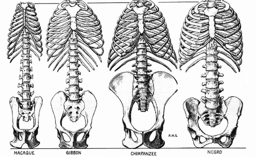 Figure 20. Evolution of long flexible lumbar spine in monkeys (left, macaque) to a stiffer construct in apes (gibbon), unibody in chimpanzee (Note 3 lumbar vertebrae) and back to longer and more flexible lumbar spine in man (scales normalized for comparison to same distance of 1st thoracic vertebra to ischium. Adapted from Schultz Citation1950, with permission).