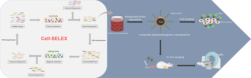 Scheme 1 Schematic representation of the process for the research including the process of aptamer selection, aptamer-magnetic nanoparticles conjugation, probe imaging in vitro and in vivo.