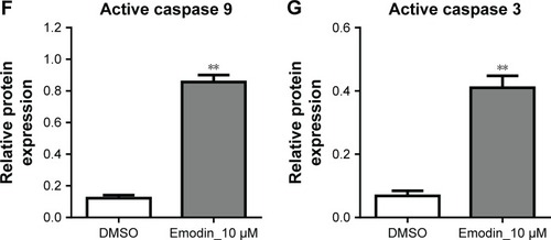 Figure 2 Emodin induced the apoptosis of fibroblasts isolated from patients with AS.