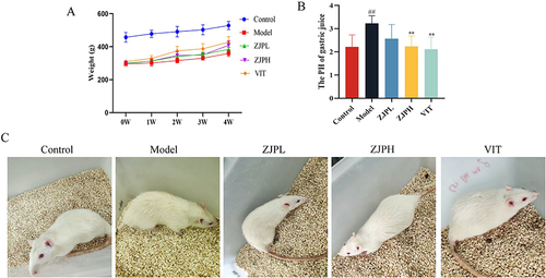 Figure 4 Effect of ZJP on general condition and body weight. (A) Changes of body weight in each group. (B) The result of gastric juice pH test. (C) General state of rats in the groups. All data were expressed as means ± standard deviation (SD). Multiple comparisons were analyzed by ANOVA. ##P < 0.01 vs control group. **P < 0.01 vs model group.