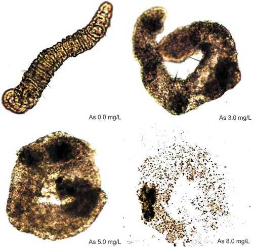 Figure 1. Cellular necrosis in the oligoqueto Aelosoma hemprichi caused by acute arsenic exposure within 30 min.