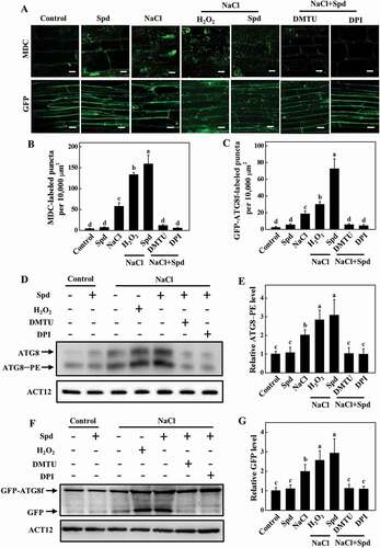 Figure 7. Involvement of H2O2 in spermidine (Spd)-induced accumulation of autophagosomes in the roots of cucumber under salt stress. (A) Visualization of the accumulation of MDC- (upper) and GFP-ATG8f-labeled puncta (lower) in cucumber roots. Cucumber plants were pretreated with 5 mM DMTU or 0.1 mM DPI for 3 h, then exposed to 75 mM NaCl with 1 mM Spd or 10 mM H2O2. After salt treatment for 24 h, roots were MDC-stained or directly visualized at 24 h by fluorescence confocal microscopy. Bars: 20 μm. (B) The number of MDC-labeled puncta per 10,000 μm2 in (A). (C) Numbers of GFP-ATG8f-labeled puncta per 10,000 μm2 in (A). (D) ATG8 protein levels in the roots of cucumber. ATG8–PE and ATG8 are the lipidated and nonlipidated forms of ATG8, respectively. ACT12 was used as a loading control for the immunoblotting analysis. (E) Relative ATG8–PE levels in (D). (F) Immunoblotting analysis showing the processing of GFP-ATG8f under salt stress. Hair roots were collected at 24 h after treatment and anti-GFP antibodies were used for immunoblotting. The GFP-ATG8f fusion and free GFP form are indicated on the left. ACT12 was used as a loading control for the immunoblotting analysis. (G) Relative free GFP levels in (F). Means with the same letter did not significantly differ at P < 0.05, according to Tukey’s test. Three independent experiments were performed with similar results