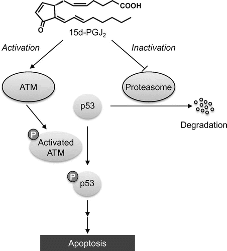 Fig. 4. Schematic mechanism of p53-dependent apoptosis induced by 15d-PGJ2.Notes: 15d-PGJ2 activates p53 pathway through covalent modification of ATM, a protein kinase that phosphorylates p53, and thereby induces p53-dependent apoptotic cell death. 15d-PGJ2 also inhibits the degradation of p53 protein via covalent modification of proteasome.
