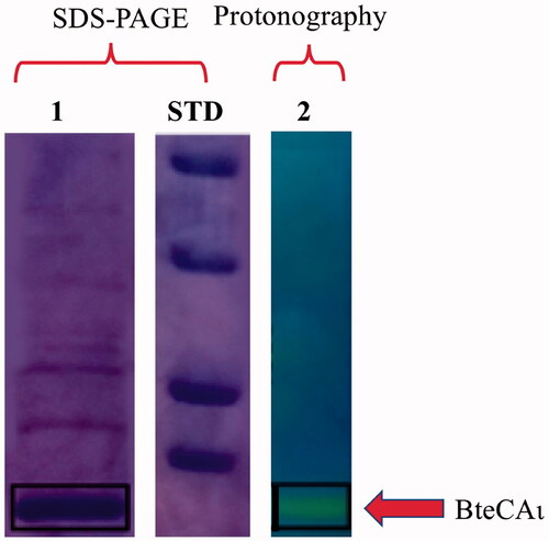 Figure 1. Combined lanes of SDS-PAGE and protonography of BteCAι. Lane 1, purified recombinant BteCAι; Lane 2, protonogram showing the enzyme activity on the polyacrylamide gel; Lane STD, molecular markers, from the top: 50.0 kDa, 37.0 kDa, 25 kDa and 20 kDa. Boxes with continuous lines indicate the protein bands identifying BteCAι (calculated molecular mass of 19.0 kDa).