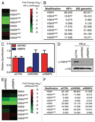 Figure 4 H3K4me2/3 and H3K9me2/3 interplay in vivo. (A) HP1γ was immuno-precipitated from cross-linked chromatin and bound histone analyzed by MS. (B) Table of the raw values obtained for (A). (C) HeLa cells were transfected with either siCTRL, siWDR82 or siRBBP5, the RNA isolated and the level of WDR82 and RBBP5 transcripts analyzed by qPCR. (D) Immunoblot analysis of H3K4me3 in cells from (C). (E) Heatmap of quantitative mass spectrometric analysis of total histones from cells in (C). (F) Raw values used to generate (E) heatmap.