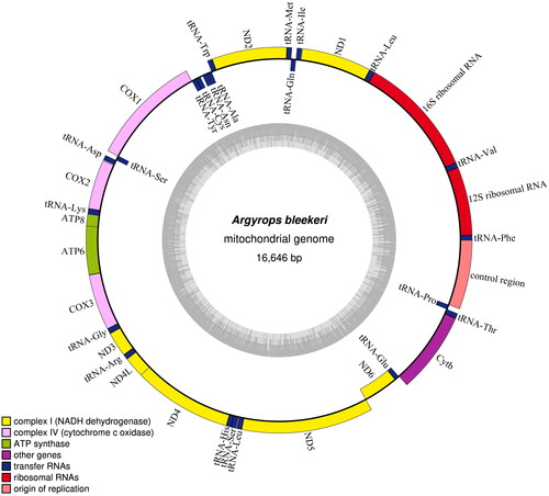 Figure 2. Mitochondrion complete genome map of A. bleekeri.