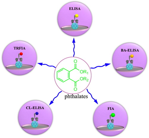 Figure 2. The several strategies of an immunoassay for the quantitative determination of PAEs mainly include enzyme-linked immunoassay (ELISA), biotin-streptavidin enzyme-linked immunoassay (BA-ELISA), fluorescence immunoassay (FIA), chemiluminescence immunoassay (CL-ELISA) and time-resolved immunoassay (TRFIA).