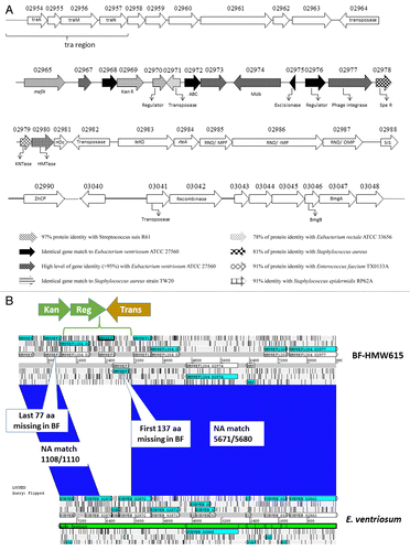 Figure 6. (A) Schematic representation of the “foreign” segment in CTnHyb. White arrows correspond to conserved genes in Bacteroides sp strains. See the figure for explanation of other arrows. APH(3′): aminoglycoside 3′-phosphotransferase; ABC: ABC transporter ; Mob: mobilization protein; Spe R: spectinomycin adenylyltransferase; KNTase: nucleotidyltransferase; HMTase: methlytransferase; HDc: Metal dependent phosphohydrolases with conserved “HD” motif; SIS: Sugar Isomerase; ZnCP: Zinc peptidase; BmgA and BmgB: mobilization proteins. (B) ACT alignment of area of homology between Eubacterium ventriosum and CTnHyb (BF-HMW 615). A segment (7671 bp) of the E. ventriosum genome is nearly completely conserved except for a three gene insert that replaces part of EUBVEN_02872, EUBVEN_02873 and part of EUBVEN_02874. In the conserved portions, only 11 nucleotides differed.