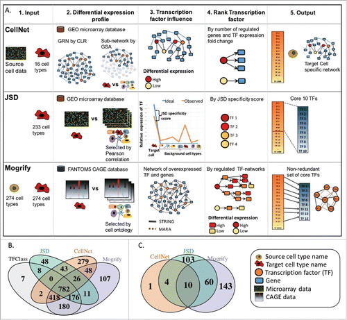 Figure 1. (A) Summary of methods. Each row represents the method for predicting TFs in transdifferentiation which are CellNet, JSD and Mogrify. Each column represents the computational stages involved in the TFs set prediction which are input requirement, generation of differential expression profile, identifying the influence of each TF in cell conversion, criteria to prioritize the TFs and finally the predictions. CellNet classifies the source cell-type based on the user experimental microarray data and provides a ranked list of TFs for conversion. It does this by creating GRN (gene regulatory network) from GEO (gene expression omnibus) data using CLR (context likelihood of relatedness) algorithm and the target cell specific sub-network is obtained by GSA (gene set analysis). The TF influence score is calculated by the differential expression of the TF and the number of genes it regulates. Finally, CellNet outputs classification of the source cell, a list of TFs ranked by their importance in conversion and the target cell-type GRN. As input JSD method requires only the target cell-type detail. The differential expression profile is detected by comparing the target cell profile with the background data set (selected by low Pearson correlation between the expression profiles) using microarray data from GEO. Jensen-Shannon divergence (JSD) is used to measure the deviance of the observed (TF expression profile observed in data from GEO) from the ideal (TF is highly expressed only in target cell compared to the background cells) distribution. Finally, it provides a ranked list of TFs based on the JSD score and specifies top 10 as core candidate TFs. As input Mogrify method requires both source and target cell-type details. The differential expression profile between target cell-type and background dataset (all cell-types excluding the target cell-type) is obtained using the CAGE data (cap analysis of gene expression) from FANTOM5 consortium. A gene interaction network is formed with data from STRING database and MARA. Then the TFs are ranked based on differential expression of the TF, differential expression of the regulated genes and connectivity of the TF in the network. Finally, TFs expressed in the source cell are removed and a non-redundant TFs set is provided. B) Comparison of TFs used for prediction by each method and TFClass which comprises of hierarchical classification of TFs. C) Comparison of target cell-types available for the conversion from fibroblast by each method.