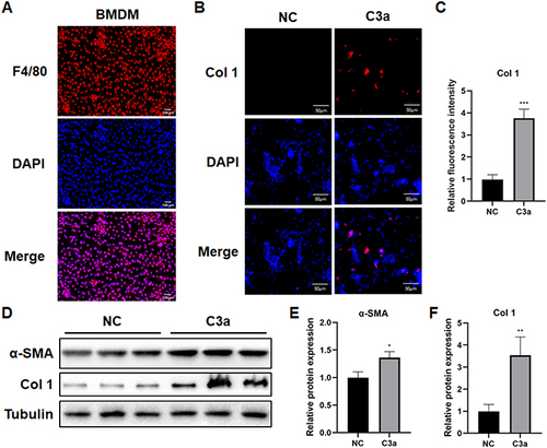 Figure 6 MMT was induced in BMDMs with the stimulation of C3a. (A) The representative immunofluorescence image demonstrated the location and relative expression of F4/80. Scale bar = 100μm. (B) The representative immunofluorescence image demonstrated the relative expression of Col 1. Scale bar = 50μm. (C) Quantification of relative fluorescence intensity of Col 1. (n=6) ***p<0.001. (D) α-SMA and Col 1 expression level was determined by Western blot after different treatment. (E and F) Quantification of relative protein expression. (n=6) Data was presented as mean ± SD. *p<0.05, **p<0.01.